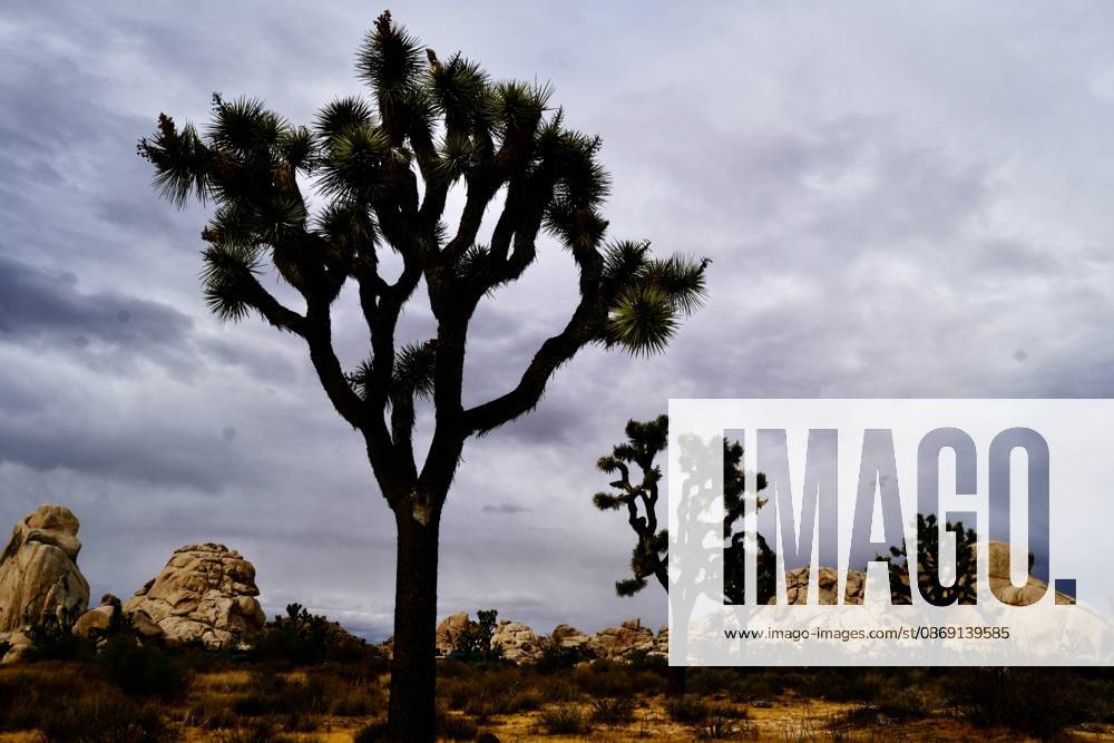 Storm clouds fill the sky over the rocks and trees of Joshua Tree National Park. Tropical Storm Rachel is expected to bring heavy rain, flash flooding and strong winds to portions of Southern California, including the High Desert. The bulk of the storm is expected late Saturday through Tuesday. Joshua Tree USA - ZUMAr19_ 20261010_zap_r19_001