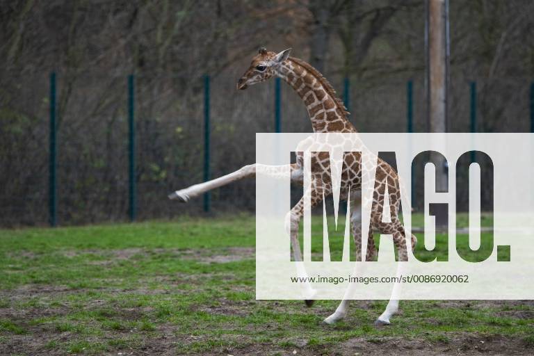 Zum ersten Mal erkundet die am 03.11.2018 geborene Rothschild-Giraffe Ella (Giraffa camelopardalis rothschildi) das Freigehege im Tierpark Berlin-Friedrichsfelde. Foto: Volker Hohlfeld Ellas erster Ausflug