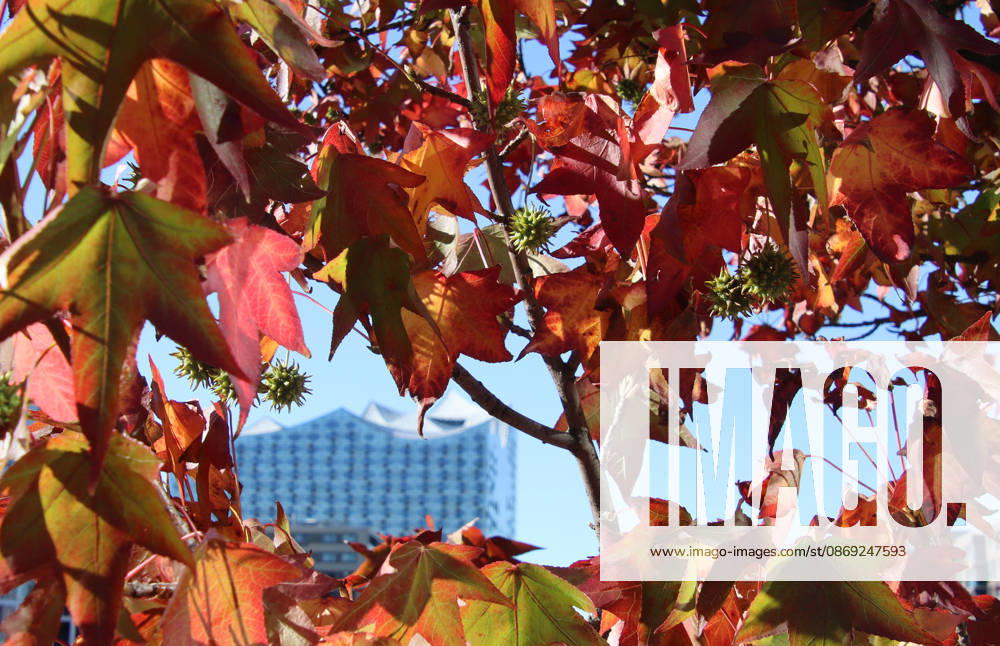 Goldener Oktober in Hamburg: Buntes Laub erstrahlt im Sonnenlicht.