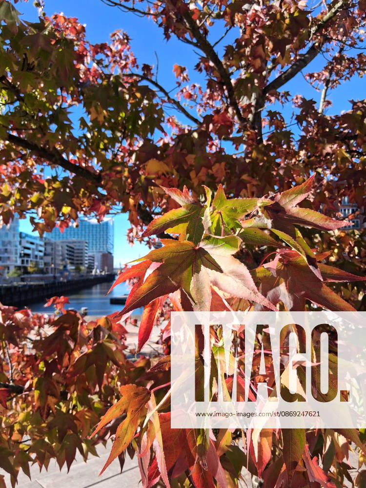 Goldener Oktober in Hamburg: Buntes Laub erstrahlt im Sonnenlicht.