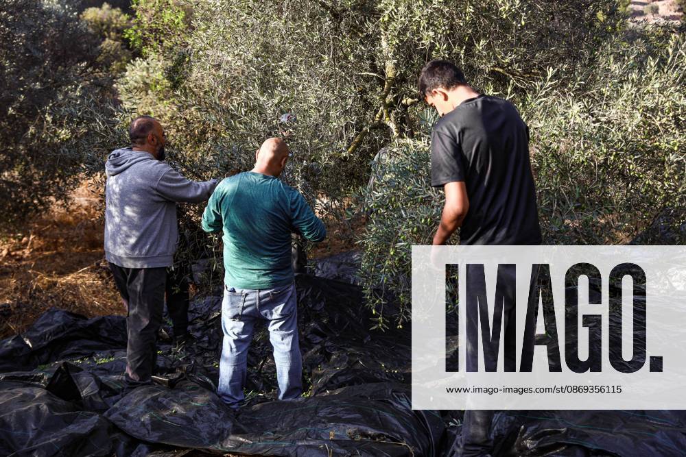 EIN YABRUD, WEST BANK, PALESTINE, OCTOBER 13, 2026: Palestinian residents and farmers harvest olives on their land in Ein Yabrud, east of Ramallah, in the occupied West Bank. Residents gathered to pick olives following reported settler attacks on farmers in the village in recent days. Ramallah - ZUMAq101 20261013_zna_q101_208