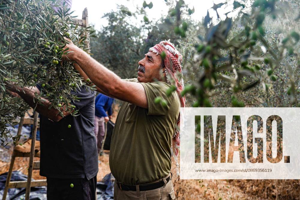 EIN YABRUD, WEST BANK, PALESTINE, OCTOBER 13, 2026: Palestinian residents and farmers harvest olives on their land in Ein Yabrud, east of Ramallah, in the occupied West Bank. Residents gathered to pick olives following reported settler attacks on farmers in the village in recent days. Ramallah - ZUMAq101 20261013_zna_q101_209