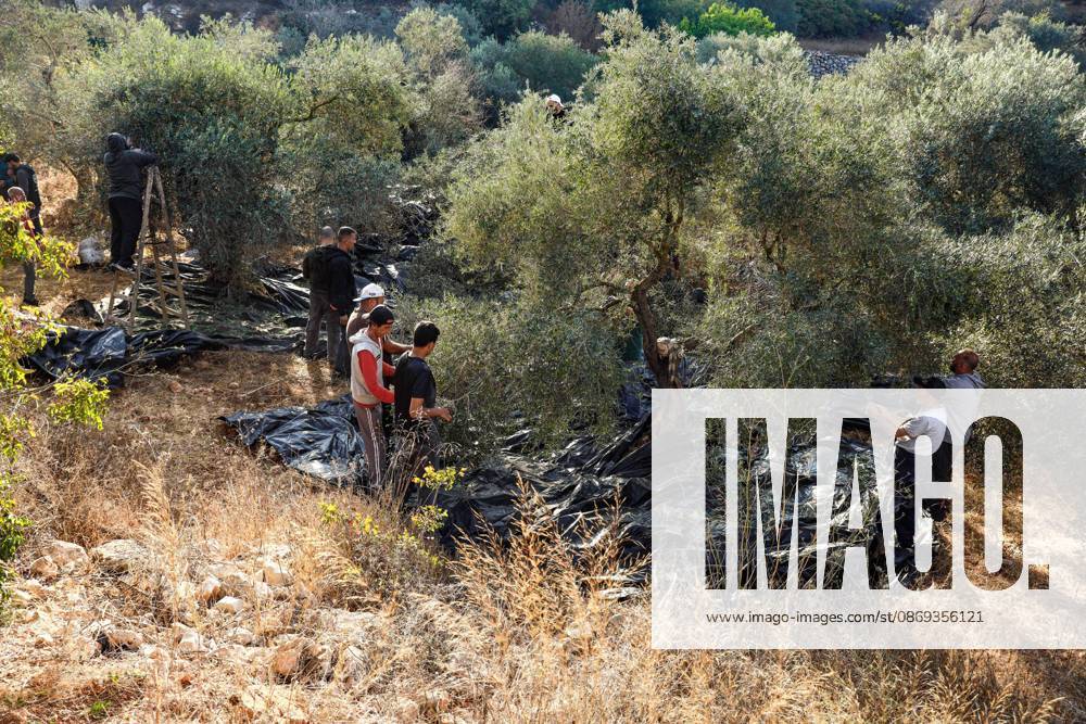 EIN YABRUD, WEST BANK, PALESTINE, OCTOBER 13, 2026: Palestinian residents and farmers harvest olives on their land in Ein Yabrud, east of Ramallah, in the occupied West Bank. Residents gathered to pick olives following reported settler attacks on farmers in the village in recent days. Ramallah - ZUMAq101 20261013_zna_q101_210