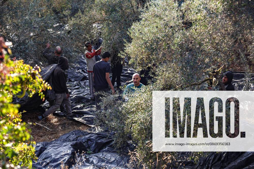 EIN YABRUD, WEST BANK, PALESTINE, OCTOBER 13, 2026: Palestinian residents and farmers harvest olives on their land in Ein Yabrud, east of Ramallah, in the occupied West Bank. Residents gathered to pick olives following reported settler attacks on farmers in the village in recent days. Ramallah - ZUMAq101 20261013_zna_q101_217