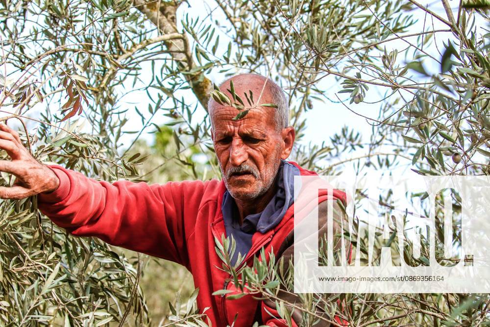 EIN YABRUD, WEST BANK, PALESTINE, OCTOBER 13, 2026: Palestinian residents and farmers harvest olives on their land in Ein Yabrud, east of Ramallah, in the occupied West Bank. Residents gathered to pick olives following reported settler attacks on farmers in the village in recent days. Ramallah - ZUMAq101 20261013_zna_q101_218