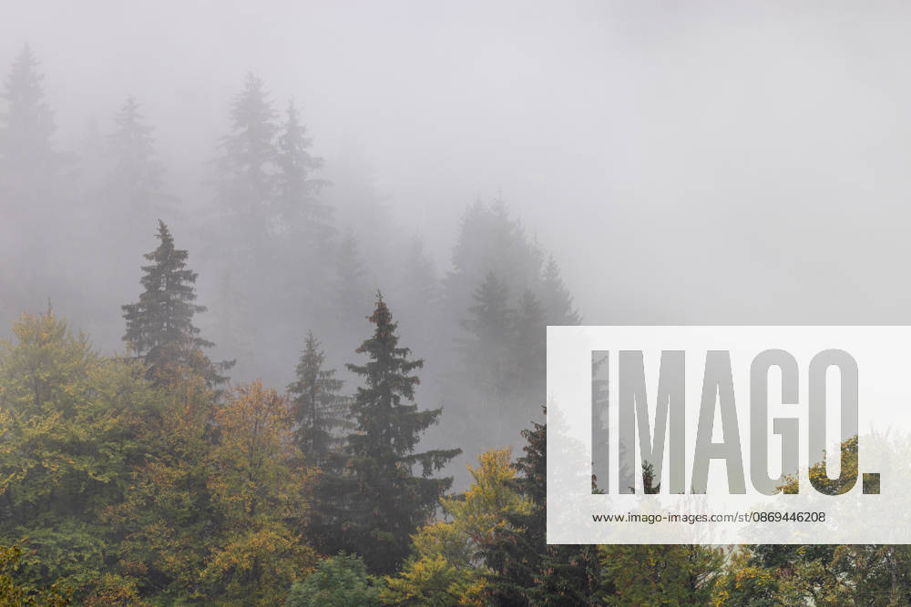 Herbst im Allgäu Nebel steigt zwischen den Bäumen im Wald auf., Bad Hindelang Bayern Deutschland