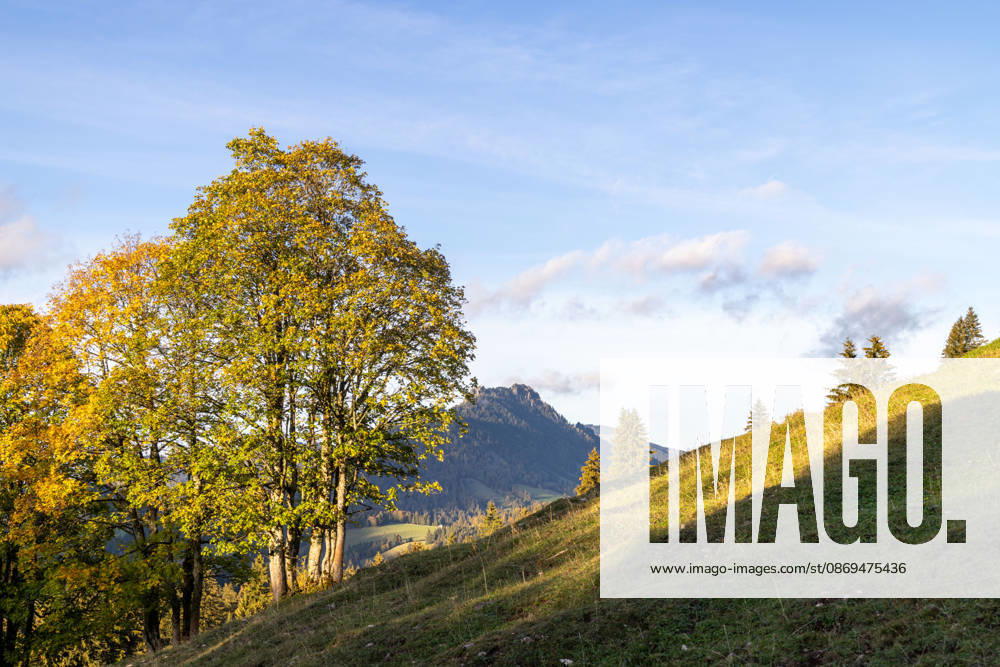 Herbstabend im Allgäu Abendstimmung bei Oberjoch im Allgäu., Bad Hindelang Bayern Deutschland