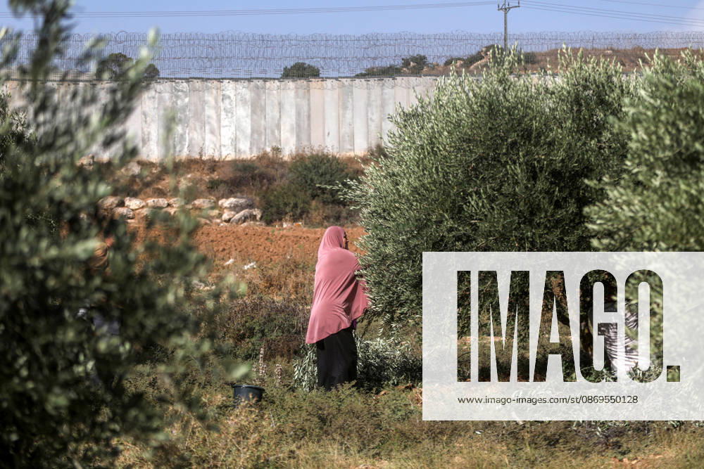 Olive harvest in West Bank BEIT AWWA, WEST BANK, PALESTINE - OCTOBER 15: A Palestinian farmer harvests olives in an olive grove near the separation wall built by Israel in the town of Beit Awwa, west of Hebron, West Bank, Palestine, on October 15, 2026. Palestinian farmers frequently face attacks by Israeli forces and Israeli settlers during the ongoing olive harvest season. Mamoun Wazwaz Anadolu Beit Awwa West Bank. Editorial use only. Please get in touch for any other usage.