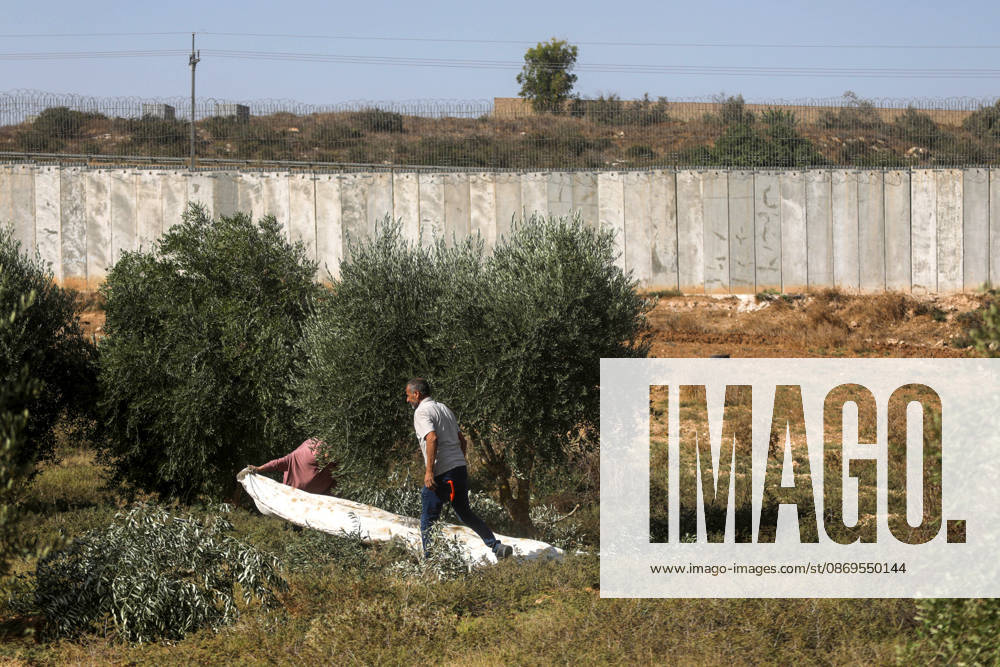 Olive harvest in West Bank BEIT AWWA, WEST BANK, PALESTINE - OCTOBER 15: Palestinian farmers harvest olives in an olive grove near the separation wall built by Israel in the town of Beit Awwa, west of Hebron, West Bank, Palestine, on October 15, 2026. Palestinian farmers frequently face attacks by Israeli forces and Israeli settlers during the ongoing olive harvest season. Mamoun Wazwaz Anadolu Beit Awwa West Bank. Editorial use only. Please get in touch for any other usage.