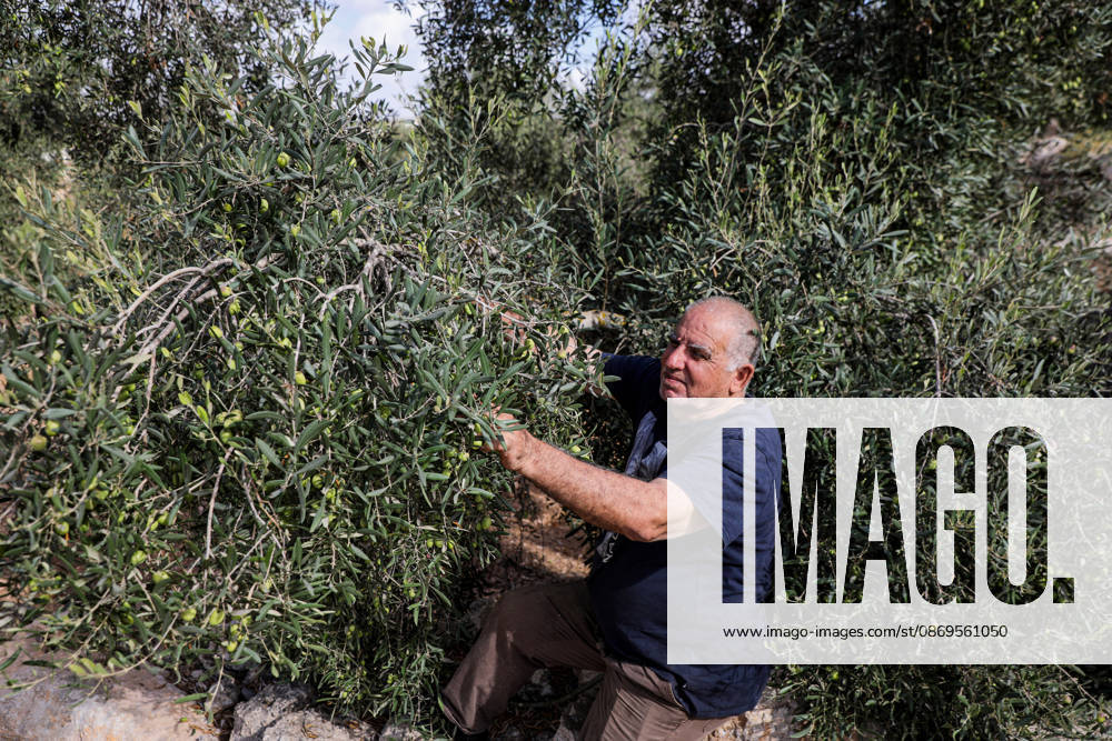 Palestinian Farmers Harvest Olives Near Barrier West of Hebron Palestinian farmers pick olives during the harvest season in a field in the village of Beit Awwa, west of Hebron, in the occupied West Bank, on October 15, 2026, near the Israeli separation barrier. Photo by Mamoun Wazwaz apaimages Hebron West Bank Palestinian Territory 151026_Hebron_MW_00(30)
