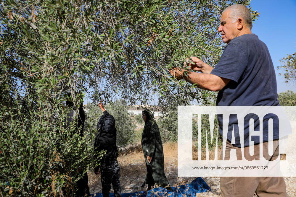 Palestinian Farmers Harvest Olives Near Barrier West of Hebron Palestinian farmers pick olives during the harvest season in a field in the village of Beit Awwa, west of Hebron, in the occupied West Bank, on October 15, 2026, near the Israeli separation barrier. Photo by Mamoun Wazwaz apaimages Hebron West Bank Palestinian Territory 151026_Hebron_MW_00(2)