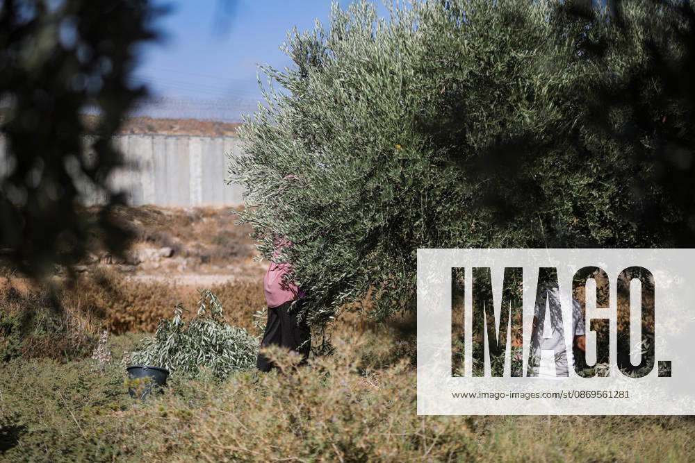 Palestinian Farmers Harvest Olives Near Barrier West of Hebron Palestinian farmers pick olives during the harvest season in a field in the village of Beit Awwa, west of Hebron, in the occupied West Bank, on October 15, 2026, near the Israeli separation barrier. Photo by Mamoun Wazwaz apaimages Hebron West Bank Palestinian Territory 151026_Hebron_MW_00(23)