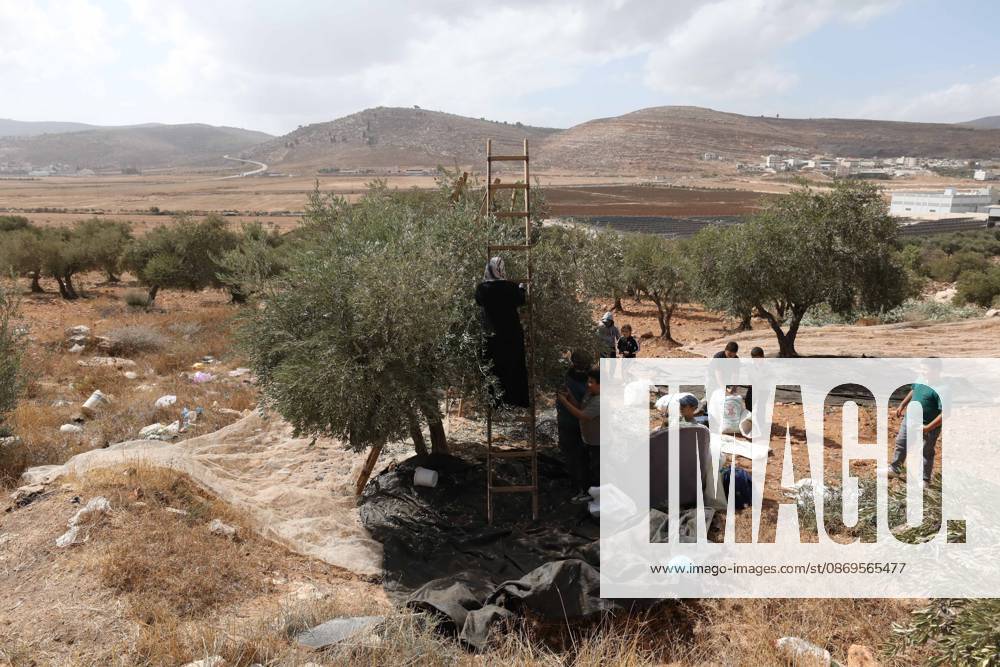 Olive Harvest In Nablus NABLUS, WEST BANK, PALESTINE, OCTOBER 15, 2026: Palestinian farmers harvest olives during the annual olive-picking season in Nablus, in the occupied West Bank. NABLUS Palestine, State of