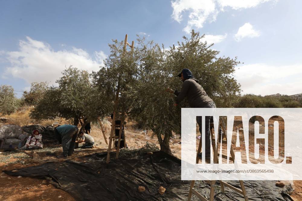 Nablus, Palestine, State of: NABLUS, WEST BANK, PALESTINE, OCTOBER 15, 2026: Palestinian farmers harvest olives during the annual olive-picking season in Nablus, in the occupied West Bank. Nablus Palestine, State of - ZUMAq101 20261015_zna_q101_107