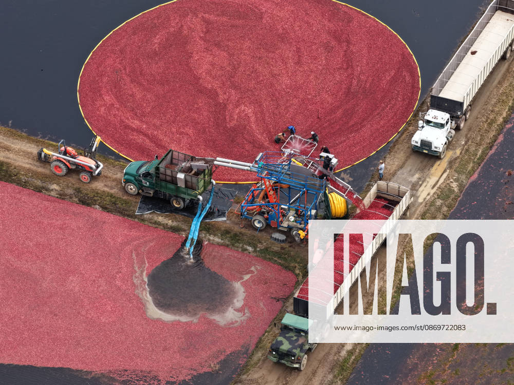 Cranberry harvest season starts at Pine Island Farm in New Jersey CHATSWORTH, UNITED STATES - OCTOBER 16: Workers harvest cranberries at Pine Island Farm during the annual cranberry harvest, where they wade through flooded bogs to collect bright red berries as the town celebrates the Cranberry Harvest Festival with tours, local food, and traditions, in Chatsworth, United States, on October 16, 2026. Lokman Vural Elibol Anadolu New Jersey United States. Editorial use only. Please get in touch for any other usage.