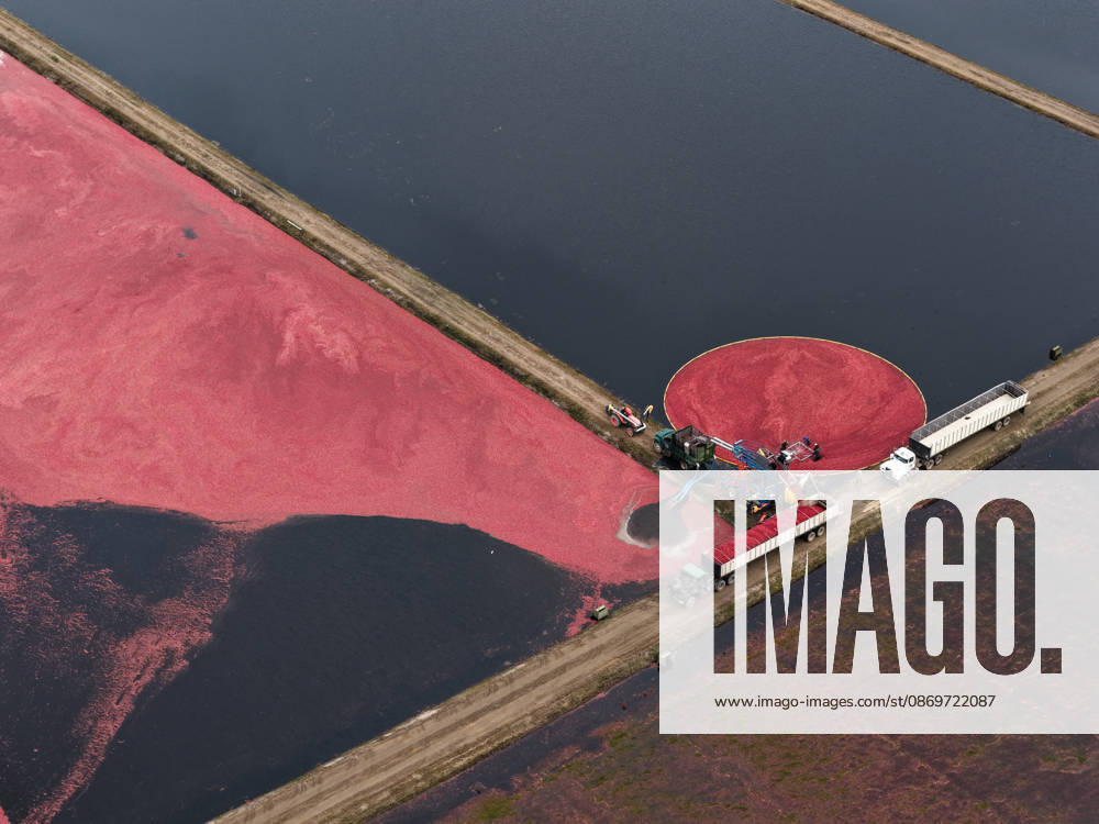 Cranberry harvest season starts at Pine Island Farm in New Jersey CHATSWORTH, UNITED STATES - OCTOBER 16: Workers harvest cranberries at Pine Island Farm during the annual cranberry harvest, where they wade through flooded bogs to collect bright red berries as the town celebrates the Cranberry Harvest Festival with tours, local food, and traditions, in Chatsworth, United States, on October 16, 2026. Lokman Vural Elibol Anadolu New Jersey United States. Editorial use only. Please get in touch for any other usage.