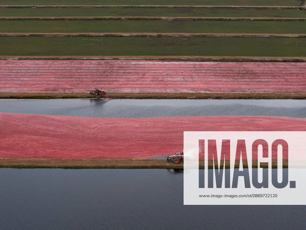 Cranberry harvest season starts at Pine Island Farm in New Jersey CHATSWORTH, UNITED STATES - OCTOBER 16: Workers harvest cranberries at Pine Island Farm during the annual cranberry harvest, where they wade through flooded bogs to collect bright red berries as the town celebrates the Cranberry Harvest Festival with tours, local food, and traditions, in Chatsworth, United States, on October 16, 2026. Lokman Vural Elibol Anadolu New Jersey United States. Editorial use only. Please get in touch for any other usage.