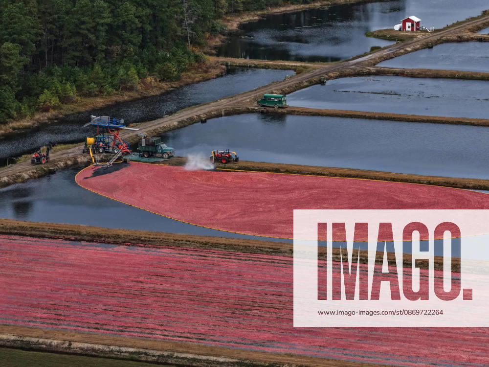 Cranberry harvest season starts at Pine Island Farm in New Jersey CHATSWORTH, UNITED STATES - OCTOBER 16: Workers harvest cranberries at Pine Island Farm during the annual cranberry harvest, where they wade through flooded bogs to collect bright red berries as the town celebrates the Cranberry Harvest Festival with tours, local food, and traditions, in Chatsworth, United States, on October 16, 2026. Lokman Vural Elibol Anadolu New Jersey United States. Editorial use only. Please get in touch for any other usage.