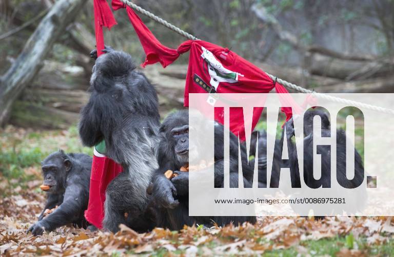 The Netherlands - Arnhem - Today, the chimpanzees of the Dutch royal zoo, Burgers Zoo , in Arnhem got some so called ugly Christmas sweaters filled with healthy appetizers offered by the animal carers. The Arnhem Zoo supports the initiative for the Ugly Christmas Sweater Day 2018 of Save the Children which takes place on Friday 14 December 2018. Credit: Luuk van der Lee Hollandse Hoogte