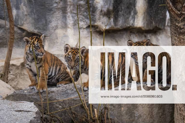 Am 22.11.2018 erhielten die vier am 04.08.2018 im Tierpark Berlin-Friedrichsfelde geborenen Sumatra-Tigerbabys (Panthera tigris sumatrae) die Namen Kiara, Oscar, Willi und Seri. Sumatra-Tiger gehören zu den seltensten Großkatzen der Welt. Nach Schätzungen leben nur noch 350 bis 450 Tiger in den Regenwäldern Sumatras in Freiheit. Volker Hohlfeld Tiger-Taufe