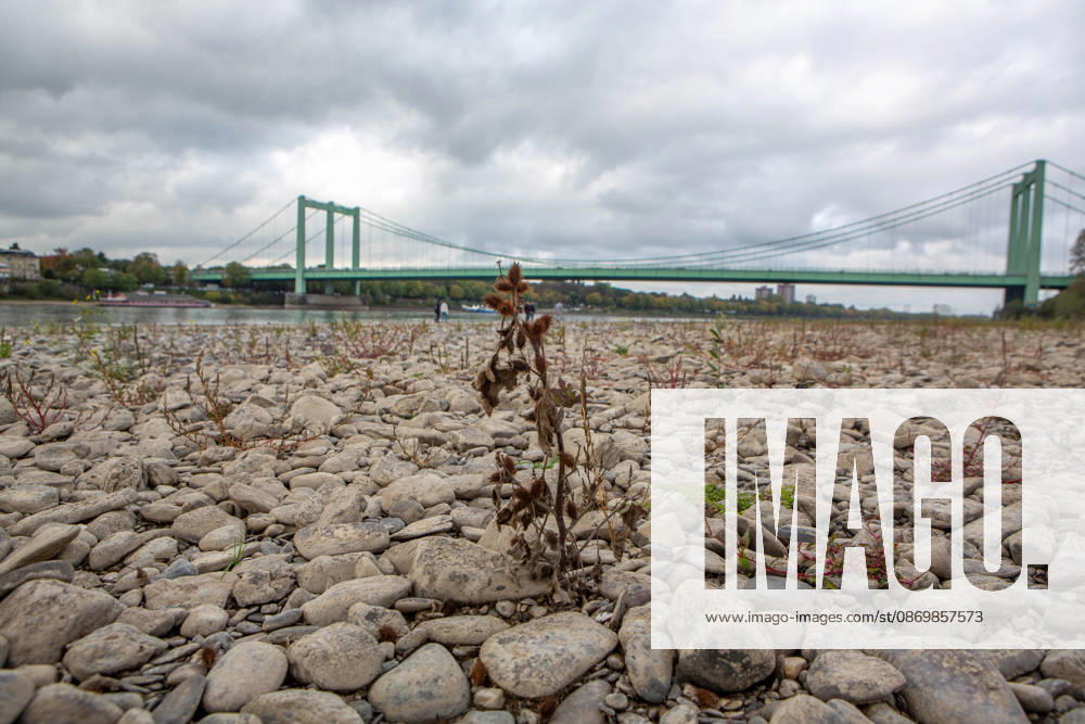 Seit Wochen beeinträchtigt Niedrigwasser den Schiffsverkehr auf dem Rhein. Im Köln lag der Pegel am Sonntag, 18. Oktober, bei nur noch 53 Zentimeter. Das Bild zeigt den Strom zwischen Köln-Poll und Köln-Rodenkirchen und die Rodenkirchener Brücke im Süden der Stadt. Niedrigwasser am Rhein