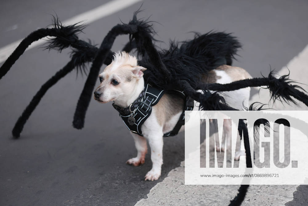 Thousands join annual Zombie Walk in Mexico City MEXICO CITY, MEXICO - OCTOBER 18: A dog in costume is seen during the annual Zombie Walk along the streets of the historic center in Mexico City, Mexico, on October 18, 2026. Thousands of people dressed as zombies and horror movie characters gather for the event, which is held annually in major cities around the world. Daniel Cardenas Anadolu Mexico City Mexico. Editorial use only. Please get in touch for any other usage.