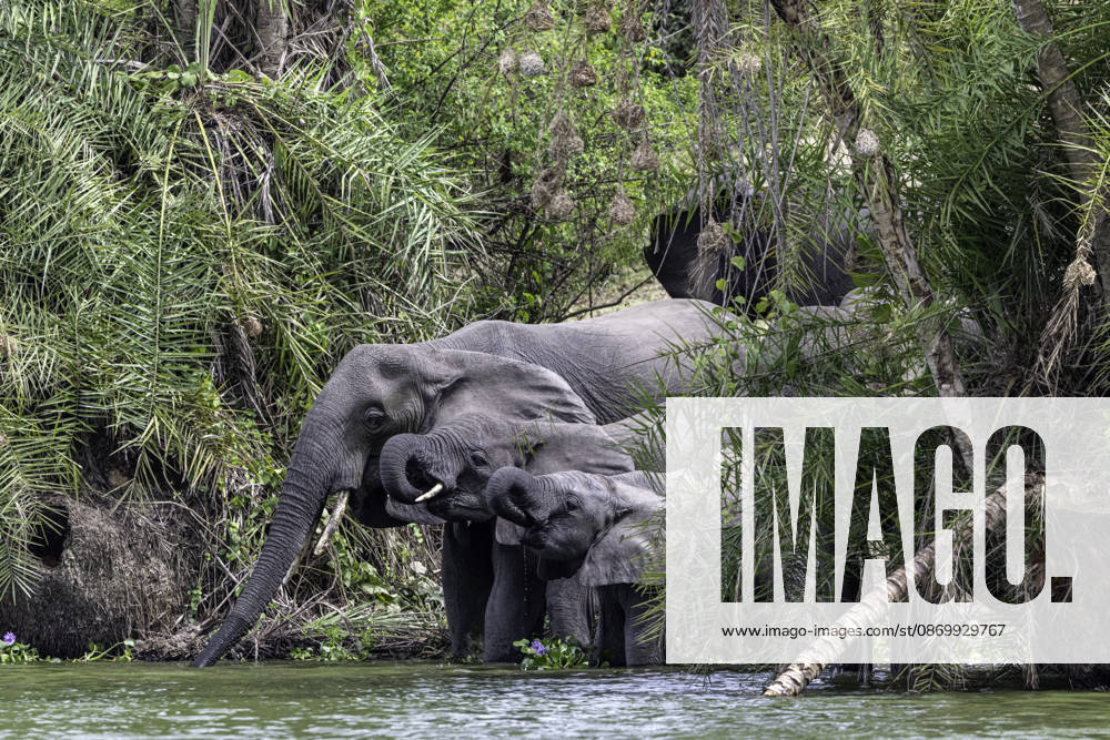 A family of elephants drinking water from the river Katunguru, Western Region, Uganda CR_JFZH261017-2143581-01 ,model released, Symbolfoto ,property released
