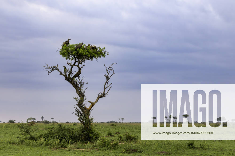 A wake of vultures resting in a single tree on the savanna Kikarara, Mkoa wa Magharibi, Uganda CR_JFZH261017-2143644-01 ,model released, Symbolfoto ,property released