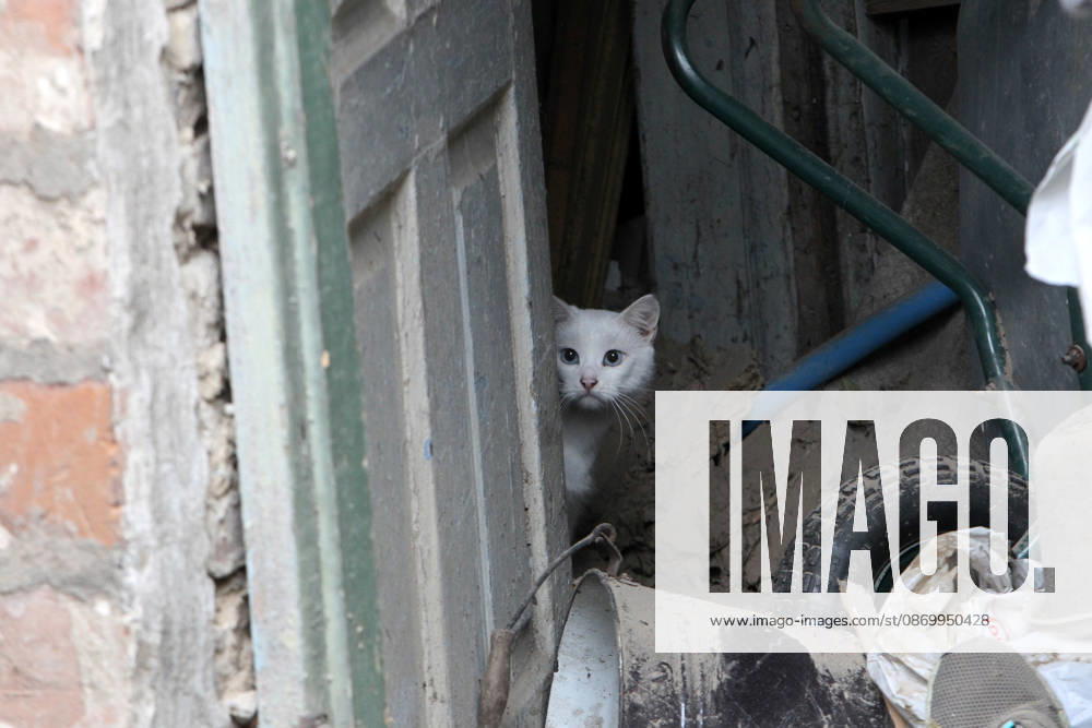 A white cat peeks out from behind a door in a building damaged by a Russian bombardment in Dnipro, Ukraine, October 19, 2026. On Monday morning, Russian forces launched guided aerial bombs at the eastern city, damaging private homes and infrastructure. An 84-year-old woman was hospitalised in moderate condition. (Photo by Mykola Miakshykov Ukrinform) Russian troops hit Dnipro with guided bombs