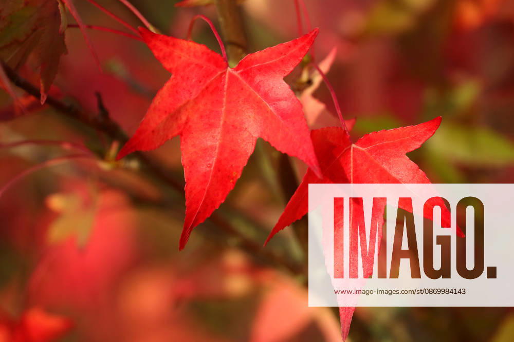 Blätter des amerikanischen Amberbaums (Liquidambar styraciflua) in strahlendem Rot. Nun hält der Herbst Einzug und es geht in Richtung Winter. - Herbstimpressionen - Herleshausen, Deutschland, GER, Germany, 16.10.2026 - Amerikanischer Amberbaum in der hessischen Mittelgebirgslandschaft Ringgau vor blau-weißem Himmel bei strahlendem Sonnenschein.