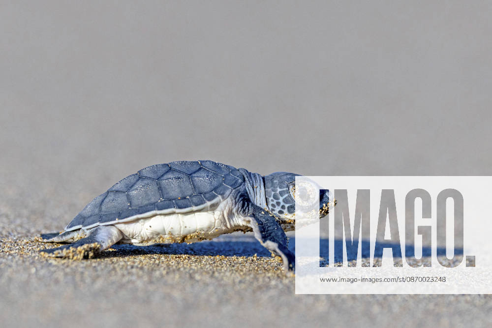 Unechte Karettschildkroete, Unechte Karette (Caretta caretta), frisch geschluepfte Unechte Karette laeuft ueber den Strand ins Meer, Zypern, Ineia loggerhead sea turtle, loggerhead, loggerhead turtle (Caretta caretta), newly hatched loggerhead sea turtle walking over the beach to the ocean, Cyprus, Ineia BLWS755287