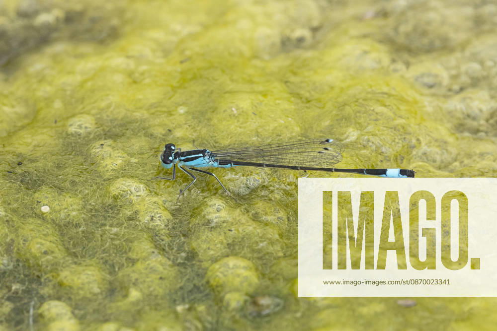 Grosse Pechlibelle (Ischnura elegans), Maennchen auf einem Algenteppich, Seitenansicht, Deutschland Common ischnura, Blue-tailed damselfly (Ischnura elegans), male on an algae mat, side view, Germany BLWS755533