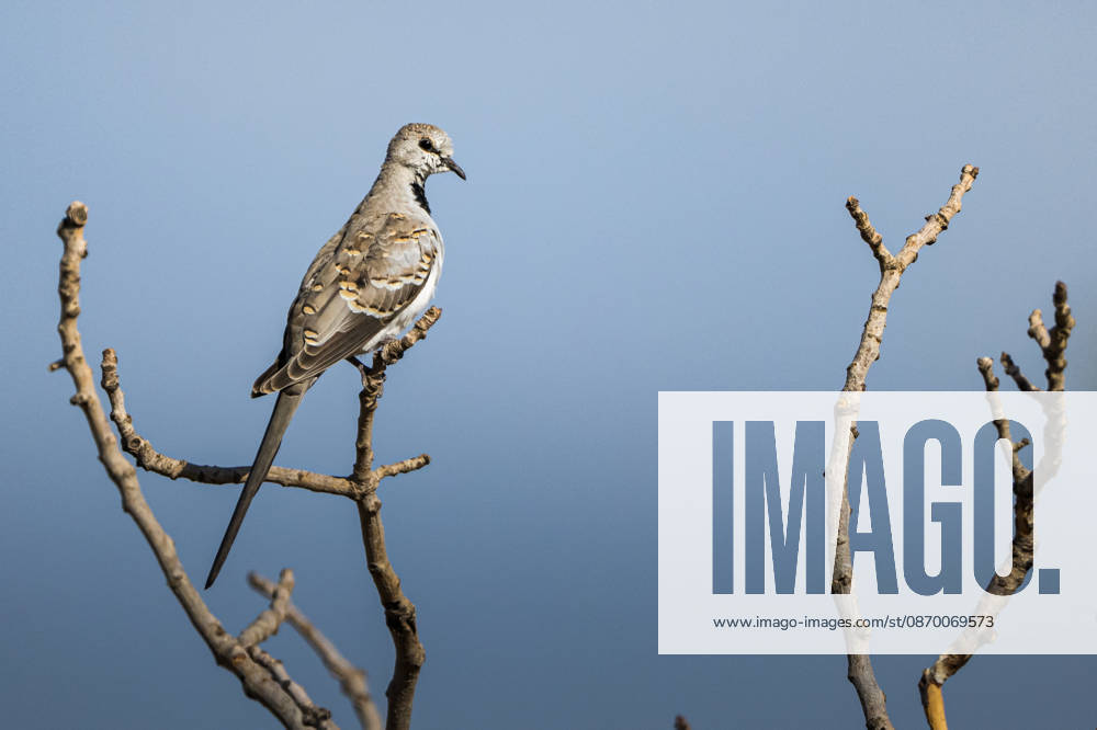 Rare Namaqua Doves spotted at wetland in southeastern Turkiye GAZIANTEP, TURKIYE - SEPTEMBER 23: A family of Namaqua doves (Oena capensis), a species rarely seen in Turkiye, has been spotted at Hancagiz Wetland in Gaziantep, Turkiye on September 23, 2026. The slender birds, known for their long tails and distinctive colors and patterns in flight, rest in pistachio trees and moving around the area. Alper Tuydes Anadolu Gaziantep Turkey. Editorial use only. Please get in touch for any other usage.