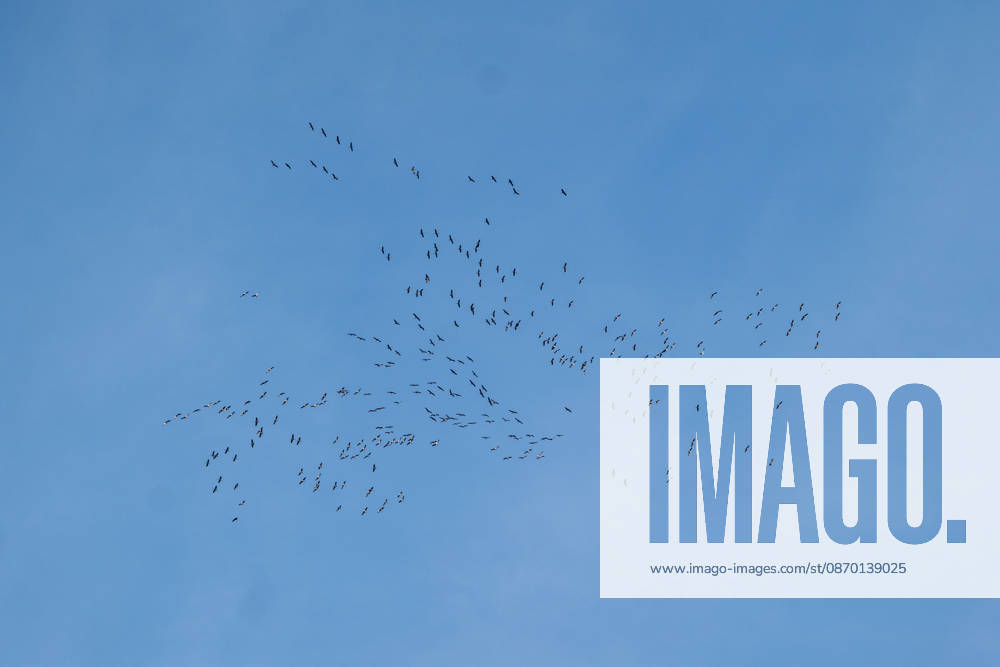 Vogelschwarm fliegt am blauen Himmel 19.10.26, Selters: Symbolfoto, Illustrationsbild, Symbolbild, Illustrationsfoto, Alltagsszene Zahlreiche Vögel fliegen in lockeren, weit verteilten Gruppen vor einem wolkenlosen blauen Himmel. Die Aufnahme entstand von unten, die Tiere sind als dunkle Silhouetten mit ausgebreiteten Flügeln zu erkennen. Symbolbild für Vogelflug, Tierwelt, Natur und Freiheit. Selters Hessen Deutschland