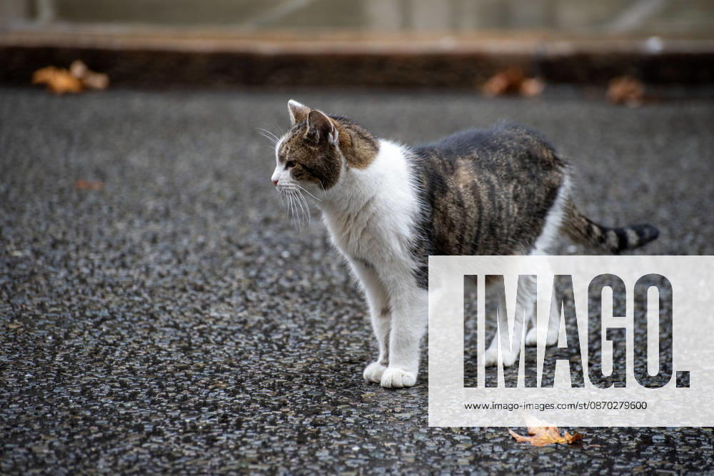 Larry (born c. January 2007) is a domestic tabby cat, it s serving as Chief Mouser to the Cabinet Office at 10 Downing Street since 2011. And It is cared for by Downing Street staff. It has served tenures of seven prime ministers. Recently he had an operation on his right side near his spine. London United Kingdom - ZUMAe120 20261021_zip_e120_008