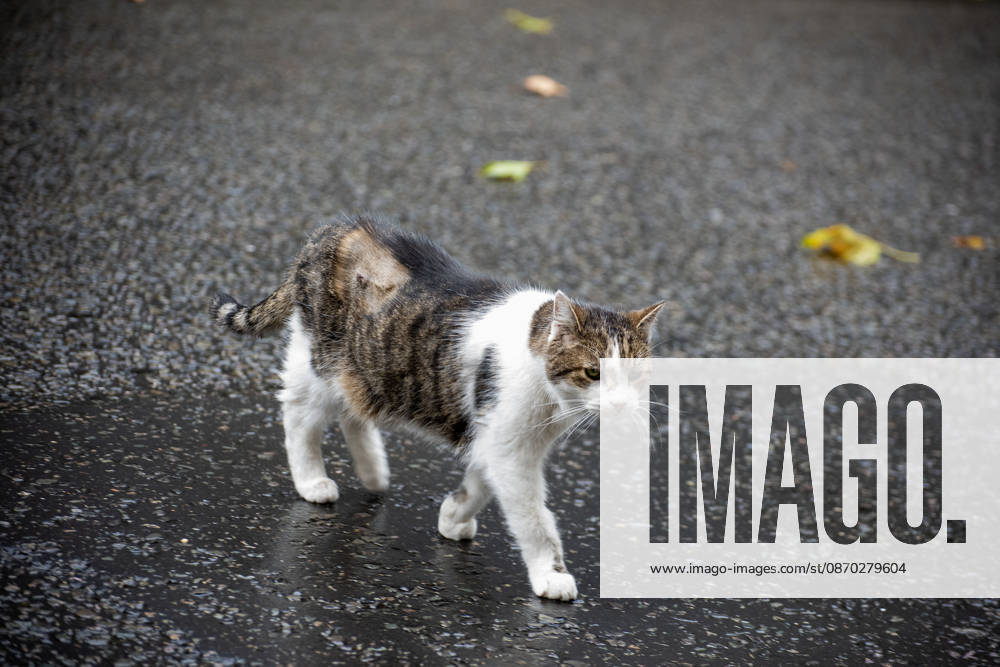 Larry (born c. January 2007) is a domestic tabby cat, it s serving as Chief Mouser to the Cabinet Office at 10 Downing Street since 2011. And It is cared for by Downing Street staff. It has served tenures of seven prime ministers. Recently he had an operation on his right side near his spine. London United Kingdom - ZUMAe120 20261021_zip_e120_011