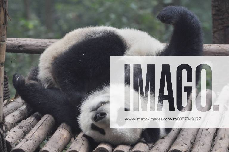 A giant panda lies on the wood at Chengdu Research Base of Giant Panda Breeding on November 25, 2018 in Chengdu, Sichuan Province of China.