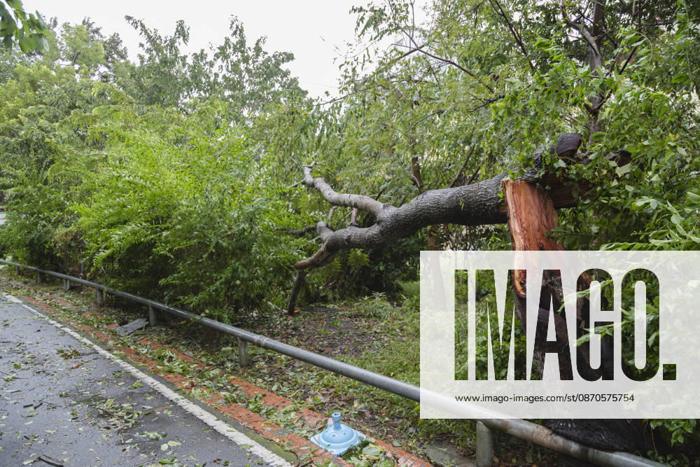 A view of an fallen tree that have been blown down by strong winds from Typhoon Champi next to the bikeway, in Taichung, Taiwan. The Central Weather Administration (CWA) has lifted its land warning for Typhoon Champi, which has been downgraded into a tropical storm. According to the Central Emergency Operations Center (CEOC), the strong winds and heavy rains of Champi had left one person dead and 527 injured in Taiwan as of Saturday morning. Taichung Taiwan - ZUMAc217 20261024_zip_c217_004