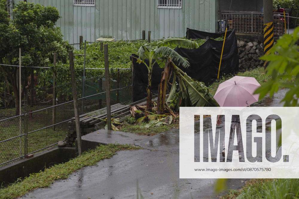 A view of a person carrying an umbrella and walking pass a banana plant damaged by the strong winds from Typhoon Champi, in Taichung, Taiwan. The Central Weather Administration (CWA) has lifted its land warning for Typhoon Champi, which has been downgraded into a tropical storm. According to the Central Emergency Operations Center (CEOC), the strong winds and heavy rains of Champi had left one person dead and 527 injured in Taiwan as of Saturday morning. Taichung Taiwan - ZUMAc217 20261024_zip_c217_003