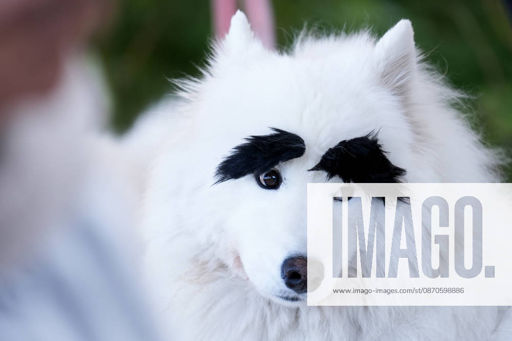 Howl oween Festival in Toronto TORONTO, CANADA - OCTOBER 24 : Dogs dressed in Halloween costumes are seen at the Bentway Howl oween festival in Toronto, Ontario, Canada on October 24, 2026. Dogs dressed in Halloween costumes competed in parade followed by prize ceremony. Mert Alper Dervis Anadolu Toronto Canada. Editorial use only. Please get in touch for any other usage.