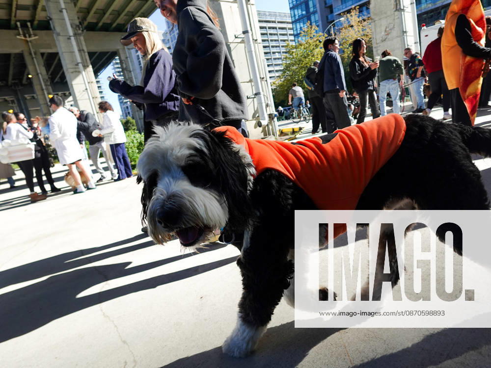 Howl oween Festival in Toronto TORONTO, CANADA - OCTOBER 24 : Dogs dressed in Halloween costumes are seen at the Bentway Howl oween festival in Toronto, Ontario, Canada on October 24, 2026. Dogs dressed in Halloween costumes competed in parade followed by prize ceremony. Mert Alper Dervis Anadolu Toronto Canada. Editorial use only. Please get in touch for any other usage.
