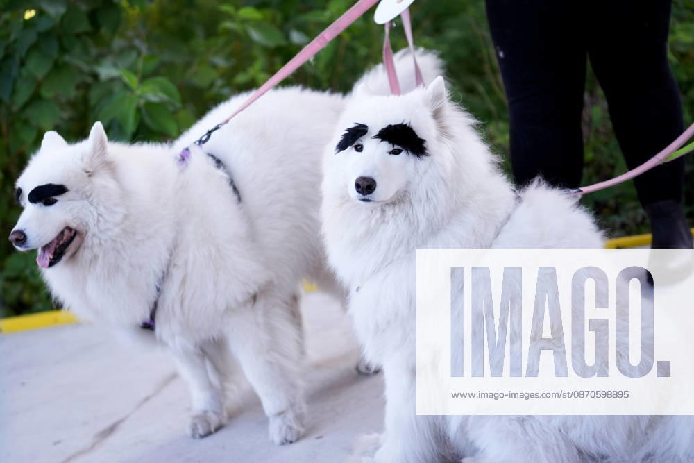 Howl oween Festival in Toronto TORONTO, CANADA - OCTOBER 24 : Dogs dressed in Halloween costumes are seen at the Bentway Howl oween festival in Toronto, Ontario, Canada on October 24, 2026. Dogs dressed in Halloween costumes competed in parade followed by prize ceremony. Mert Alper Dervis Anadolu Toronto Canada. Editorial use only. Please get in touch for any other usage.