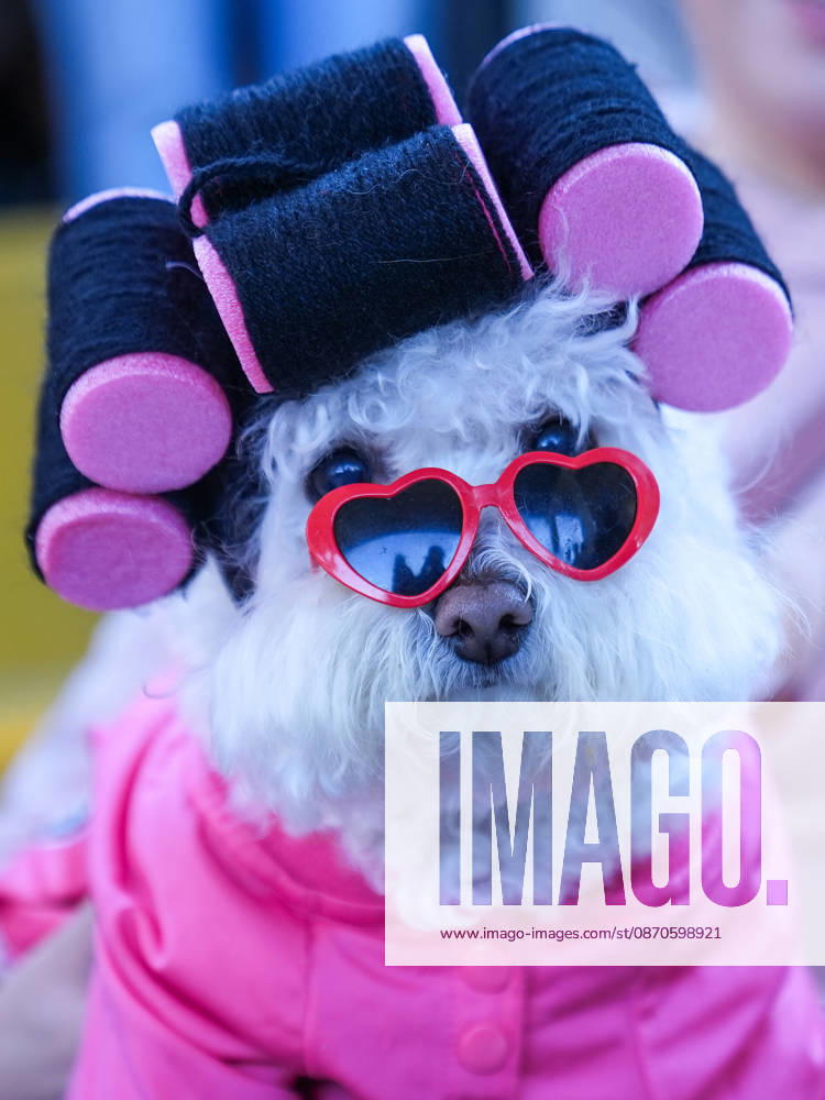 Howl oween Festival in Toronto TORONTO, CANADA - OCTOBER 24 : Dogs dressed in Halloween costumes are seen at the Bentway Howl oween festival in Toronto, Ontario, Canada on October 24, 2026. Dogs dressed in Halloween costumes competed in parade followed by prize ceremony. Mert Alper Dervis Anadolu Toronto Canada. Editorial use only. Please get in touch for any other usage.