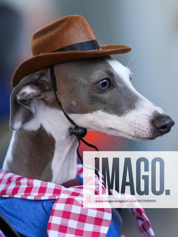 Howl oween Festival in Toronto TORONTO, CANADA - OCTOBER 24 : Dogs dressed in Halloween costumes are seen at the Bentway Howl oween festival in Toronto, Ontario, Canada on October 24, 2026. Dogs dressed in Halloween costumes competed in parade followed by prize ceremony. Mert Alper Dervis Anadolu Toronto Canada. Editorial use only. Please get in touch for any other usage.