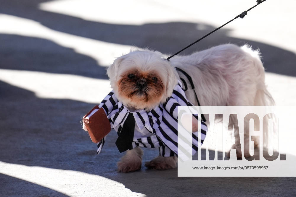 Howl oween Festival in Toronto TORONTO, CANADA - OCTOBER 24 : Dogs dressed in Halloween costumes are seen at the Bentway Howl oween festival in Toronto, Ontario, Canada on October 24, 2026. Dogs dressed in Halloween costumes competed in parade followed by prize ceremony. Mert Alper Dervis Anadolu Toronto Canada. Editorial use only. Please get in touch for any other usage.