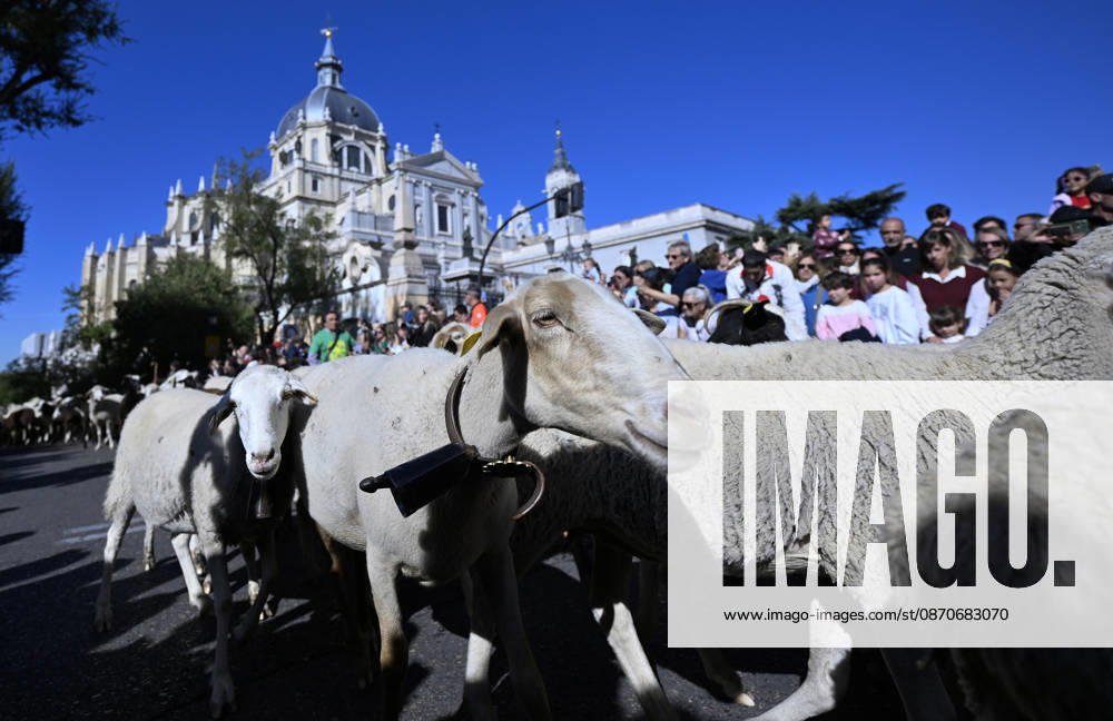 Madrid hosts annual Trashumancia Festival as sheep parade through city center MADRID, SPAIN - OCTOBER 25: Over one thousand sheep are driven through the city center of Madrid, Spain, as part of the annual Trashumancia Festival (Fiesta de la Trashumancia) on October 25, 2026. The event revives a Medieval transhumance tradition that has been officially celebrated in the Spanish capital since 1994. Burak Akbulut Anadolu Madrid Spain. Editorial use only. Please get in touch for any other usage.
