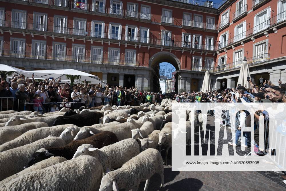 More than a thousand sheep pass through the center of Madrid, as part of the Transhumance Festival, which revives a medieval transhumance tradition celebrated annually in Madrid, Spain Madrid Spain - ZUMAs197 20261025_aaa_s197_030