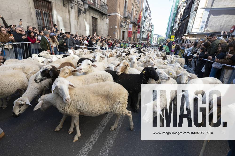 More than a thousand sheep pass through the center of Madrid, as part of the Transhumance Festival, which revives a medieval transhumance tradition celebrated annually in Madrid, Spain Madrid Spain - ZUMAs197 20261025_aaa_s197_031