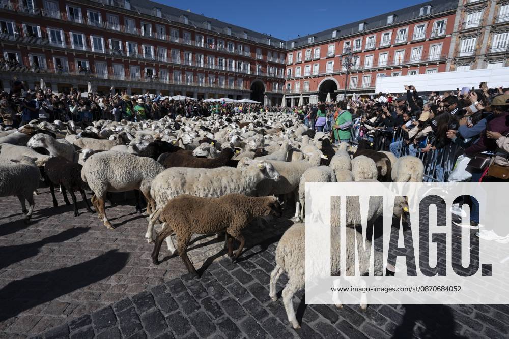 More than a thousand sheep pass through the center of Madrid, as part of the Transhumance Festival, which revives a medieval transhumance tradition celebrated annually in Madrid, Spain Madrid Spain - ZUMAs197 20261025_aaa_s197_035