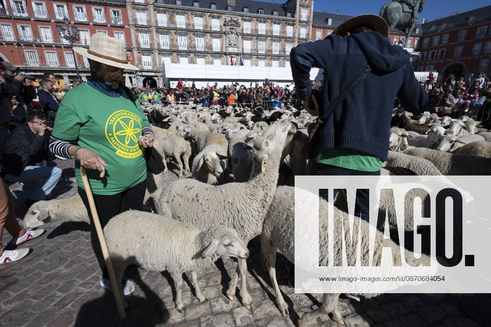 More than a thousand sheep pass through the center of Madrid, as part of the Transhumance Festival, which revives a medieval transhumance tradition celebrated annually in Madrid, Spain Madrid Spain - ZUMAs197 20261025_aaa_s197_037